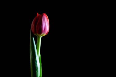 Siyah üzerine izole edilmiş kırmızı lale yakın plan kopyası alanı ile