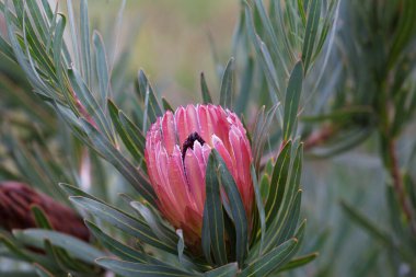 Protea çiçeği yakın plan. Sığ alan derinliği
