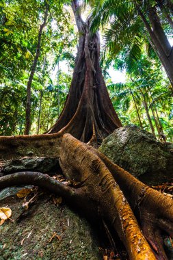 Dev kökleri olan güzel incir ağacı.