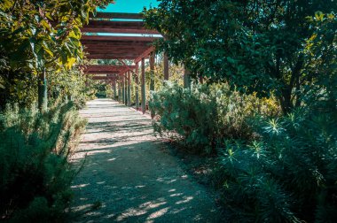 Güneşli bir günde, St. Kilda Botanik Bahçeleri 'nde sessiz bir geçit, Melbourne Avustralya