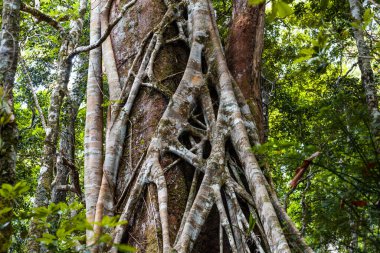 Closeup of strangler fig tree in a rainforest clipart