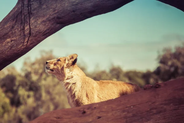 Young Lion Cub Looking Sky — Stock Photo, Image