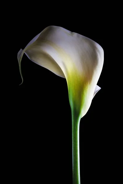 黑色背景上的卡拉百合花 — 图库照片