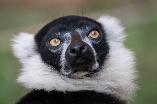 Preto Branco Ruffed Lemur Closeup — Fotografia de Stock