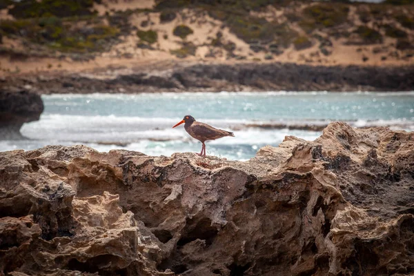 Burung Sooty Oystercatcher Bebatuan Dekat Laut Australia — Stok Foto