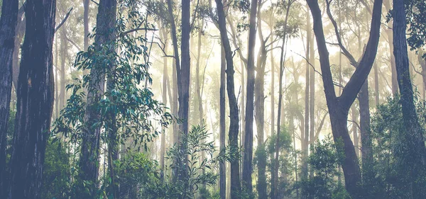 朝の霧の中でオーストラリアのユーカリの熱帯雨林 — ストック写真