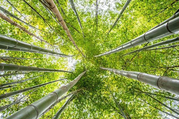 晴れた日には竹の木の上を見上げ — ストック写真