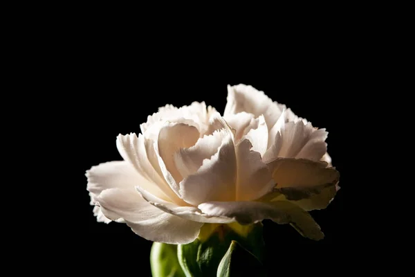 Biały Goździk Kwiat Bogów Ekstremalne Zbliżenie Czarnym Tle — Zdjęcie stockowe