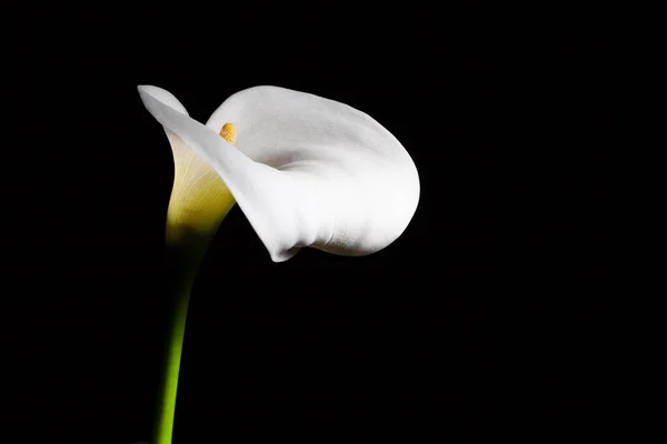 黑色背景上的白色卡拉百合花 有复制空间 — 图库照片