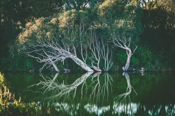 Groene Bomen Witte Takken Reflecteren Rivierwater — Stockfoto