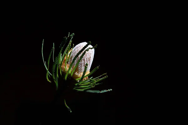 Flor Banksia Naranja Sobre Fondo Negro Con Espacio Para Copiar — Foto de Stock
