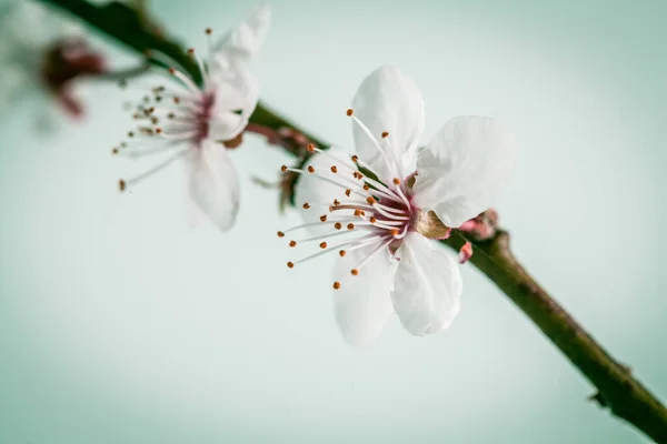 Fiore Ciliegio Primo Piano Ramo Con Spazio Copia — Foto Stock