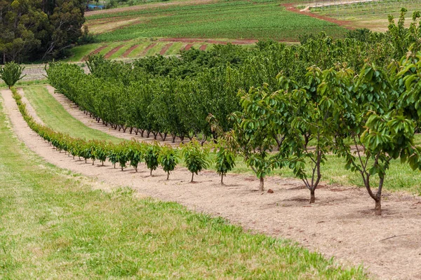 Rad Unga Körsbärsträd Fruktträdgården Dandenong Ranges Victoria Australien — Stockfoto