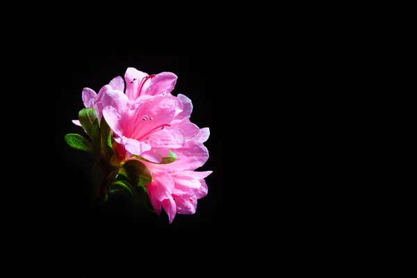 粉红杜鹃花 在黑色背景上分离 有复制空间 — 图库照片