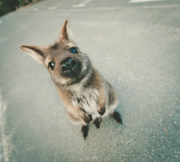 Vörös Nyakú Wallaby Áll Egy Vicces Pózban Kamerába Néz Tasmania — Stock Fotó