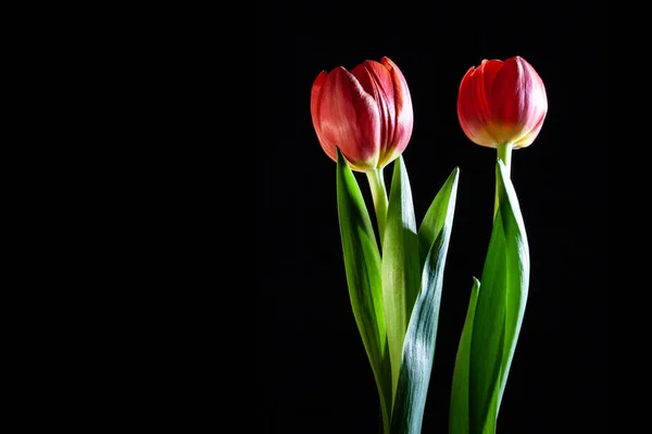 Deux Belles Tulipes Rouges Sur Fond Noir Plan Studio Avec — Photo