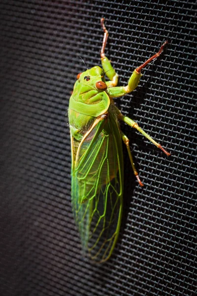 Vihreä Ruokakauppa Cicada Äärimmäinen Lähikuva Yksi Äänekkäimmistä Hyönteisistä Maailmassa — kuvapankkivalokuva