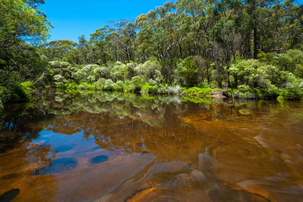 Aguas Tranquilas Con Exuberantes Reflejos Vegetales Río Canguro Nsw Australia — Foto de Stock