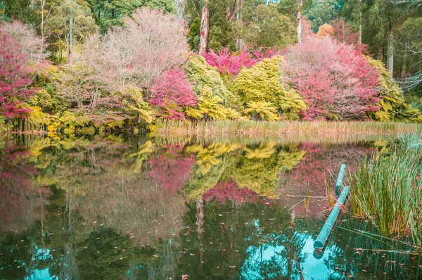 Озеро Осенью National Rhododendron Gardens Olinda Австралия — стоковое фото