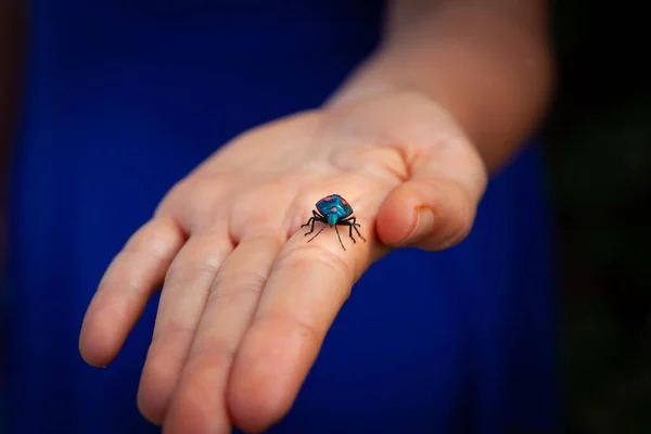 Hibiscus Harlequin Bug Close Mão Aberta — Fotografia de Stock