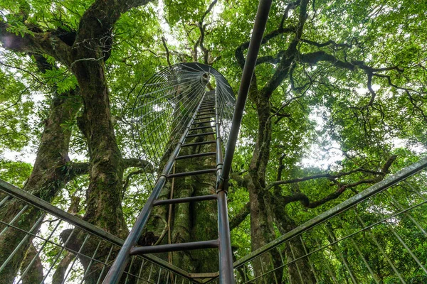 オーストラリアのクイーンズランド州にあるラミントンの木の上の散歩で巨大なはしごを見上げます — ストック写真