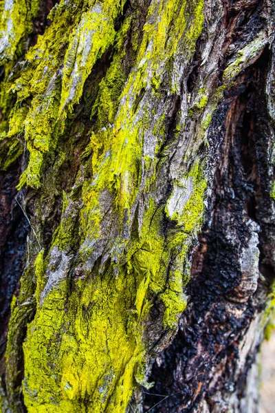 Ağaç Kabuğu Dokusunda Büyüyen Canlı Yeşil Yosunlar — Stok fotoğraf
