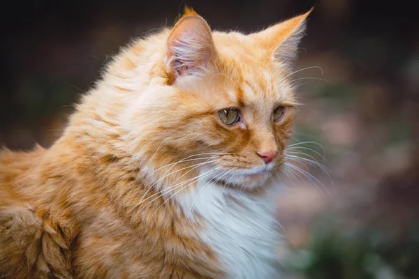 模糊背景下的生姜猫特写 — 图库照片