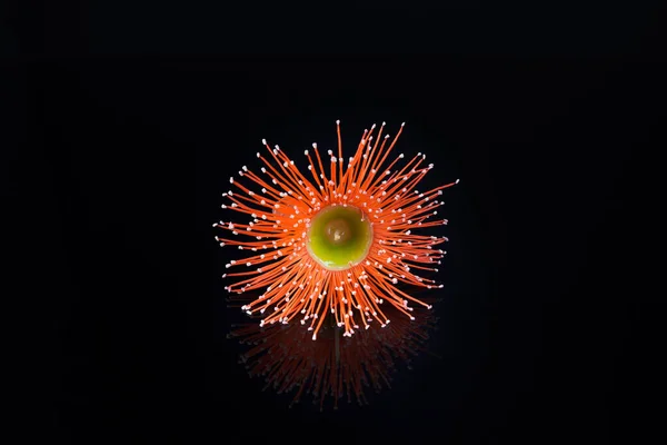 Güzel Okaliptüs Çiçeğinin Aşırı Yakın Çekimi Siyah Arkaplanda Izole Edilmiş — Stok fotoğraf