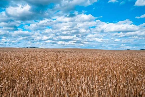 Пшеничне Поле Під Прекрасним Блакитним Небом Білими Пухнастими Хмарами Поблизу — стокове фото