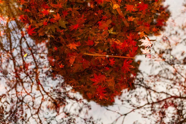 Leuchtend Rote Ahornblätter Wasser Mit Spiegelungen Und Kopierraum — Stockfoto
