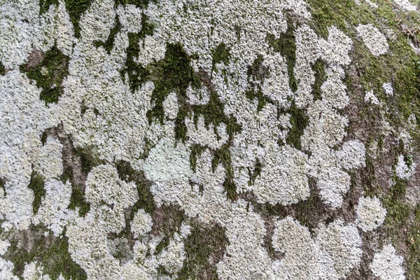 Musgo Verde Sobre Fondo Piedra Blanca Textura Patrón — Foto de Stock