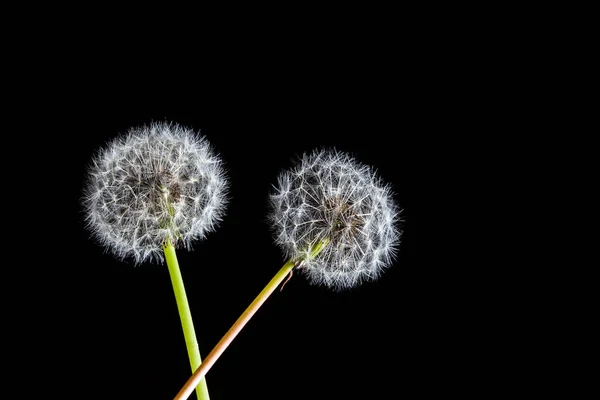 コピースペースと黒の背景に2つの完璧なタンポポ — ストック写真