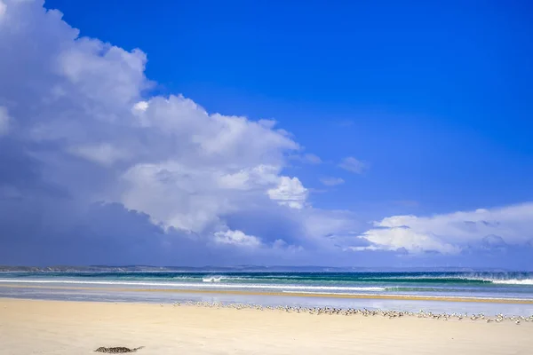 นกจ านวนมากบนทรายส ขาวของชายหาดมหาสม ทรท สวยงามภายใต เมฆพาย และท องฟ — ภาพถ่ายสต็อก