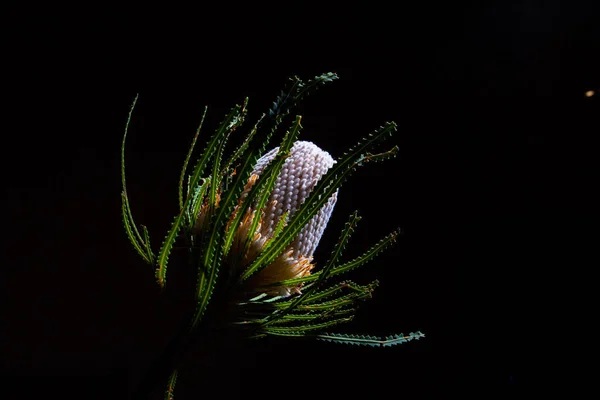Banksia Дика Квітка Світиться Чорному Тлі Копіювальним Простором — стокове фото