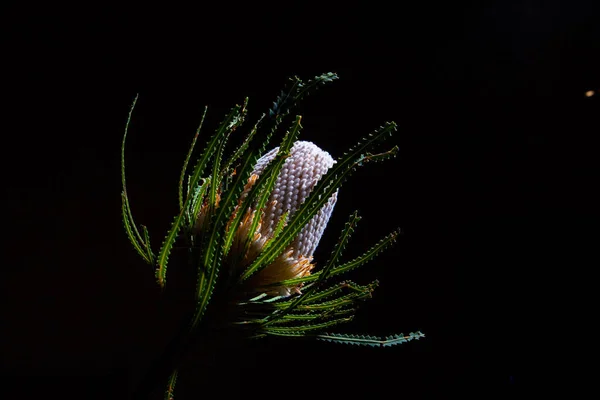 Banksia Wilde Bloem Gloeien Zwarte Achtergrond Met Kopieerruimte — Stockfoto