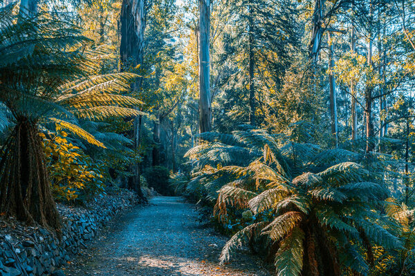 Empty footpath among ferns and eucalyptus trees. Australian nature