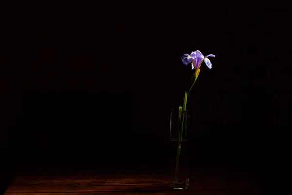 在木制桌子上的一个玻璃杯状的窄花瓶里挂着一朵孤独美丽的虹膜花 背景是黑色的 有复制的空间 — 图库照片
