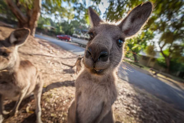 カンガルーの面白い肖像画右のカメラに見つめて — ストック写真