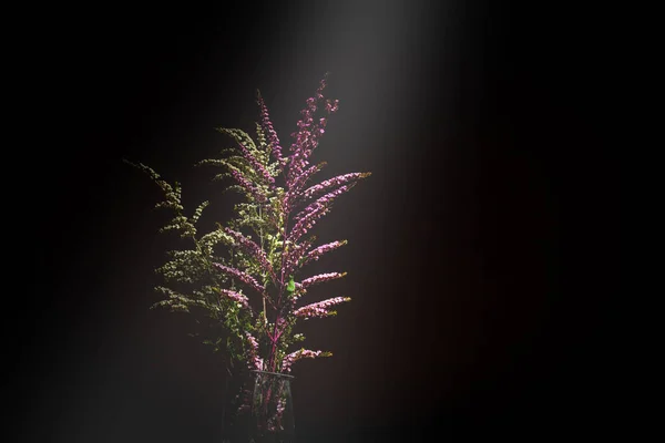 澳大利亚本土开花植物的花束上闪烁着光芒 背景为黑色 有复制空间 — 图库照片