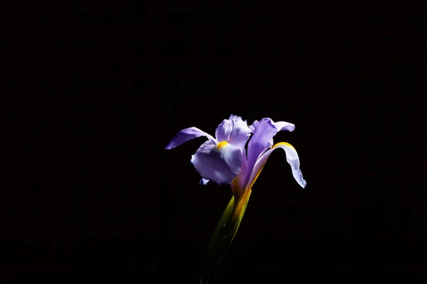 コピースペースと黒の背景に光に輝く美しい虹彩の花 — ストック写真