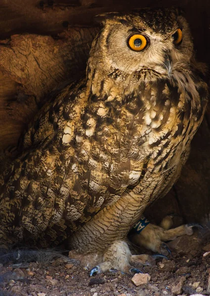 Eagle owl looking intensely directly into the camera