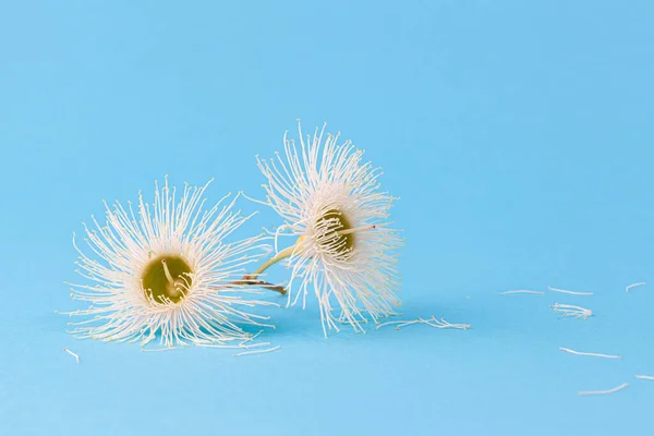 Para Białych Kwiatów Eukaliptusa Jasnoniebieskim Tle Przestrzenią Kopiowania — Zdjęcie stockowe