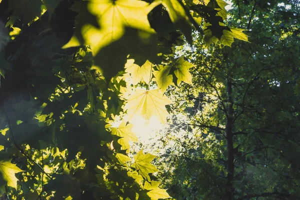 Schöner Hintergrund Der Sonne Ragt Durch Ahornblätter Baumkronen Einem Wald — Stockfoto