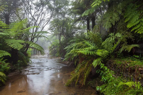 晨雾中流过热带雨林的小溪 — 图库照片