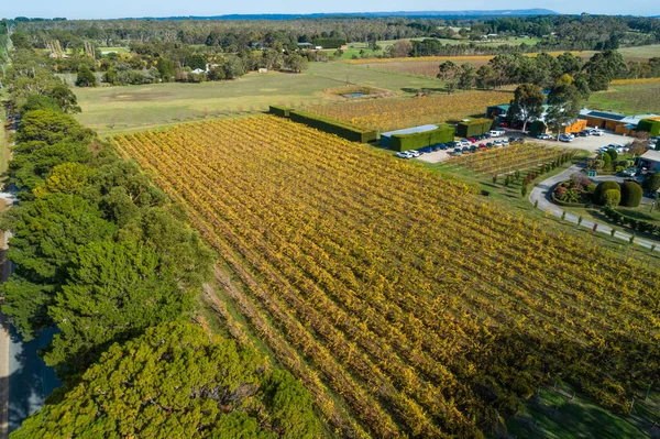 秋の美しい黄色のブドウ畑の空中ビュー オーストラリアのモーニントン半島 — ストック写真