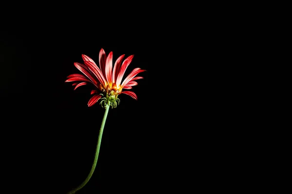 Leuchtend Rotes Gänseblümchen Auf Langem Grünen Stiel Isoliert Auf Schwarzem — Stockfoto