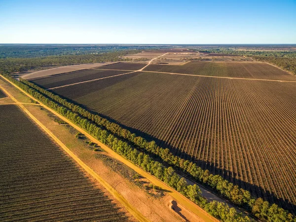 Gran Viñedo Kingston Murray Riverland Australia Meridional Vista Aérea — Foto de Stock