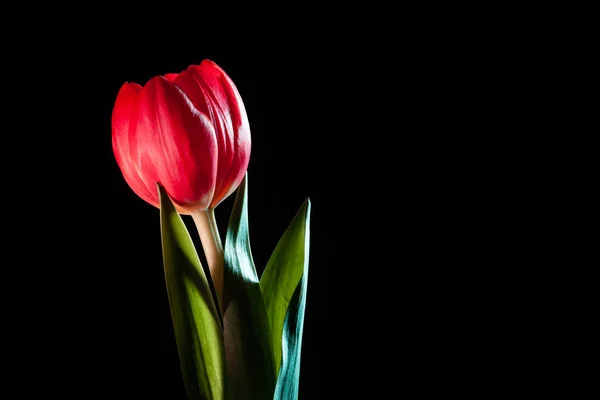 Tulipe Rouge Vif Sur Fond Noir Avec Espace Copie — Photo