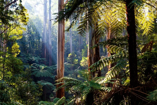 Yerli Avustralya Yağmur Ormanları Okaliptüs Ağaçları Eğreltiotları — Stok fotoğraf