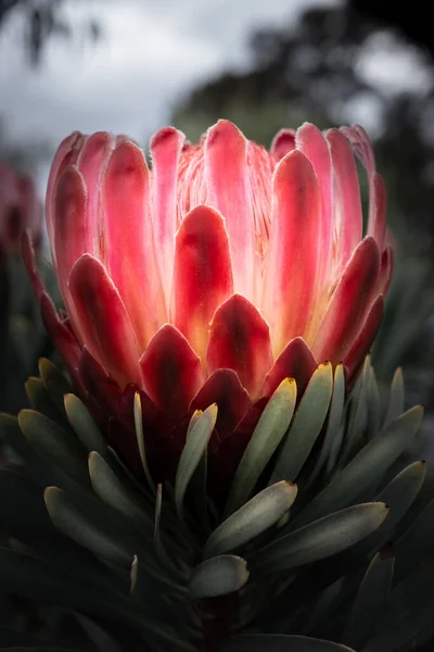 ดอกไม Protea บนพ นหล ดเจน ภาพแนวต — ภาพถ่ายสต็อก